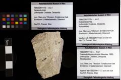 Foto (Objket + Etiketten) von Nodoprosopon sp. 